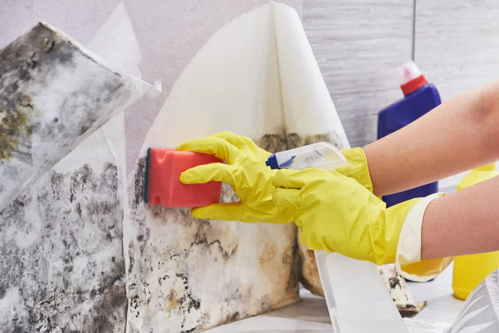 housekeeper-s-hand-with-glove-cleaning-mold-from-w-2023-05-18-21-51-42-utc